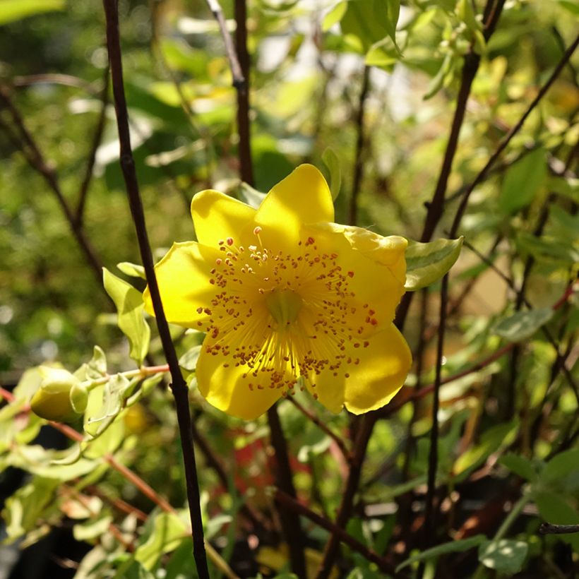 Hypericum moserianum Little Misstery - Hertshooi (Bloei)