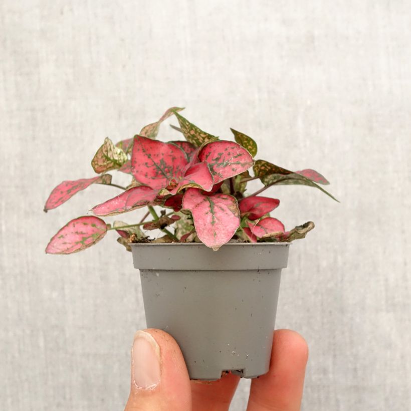 Example of Hypoestes phyllostachya Rood - Sproetenplant Mini-plante as you get in printemps