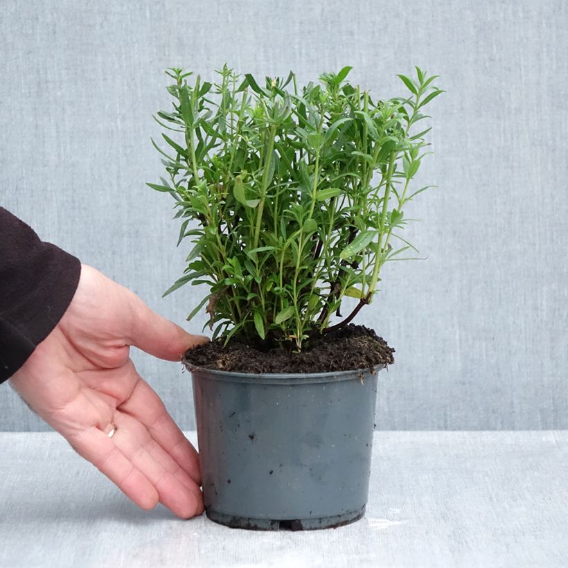 Exemplaar van Hyssop BIO - Hyssopus officinaliss (jonge planten) Pot van 1 l/1,5 l zoals geleverd in de herfst