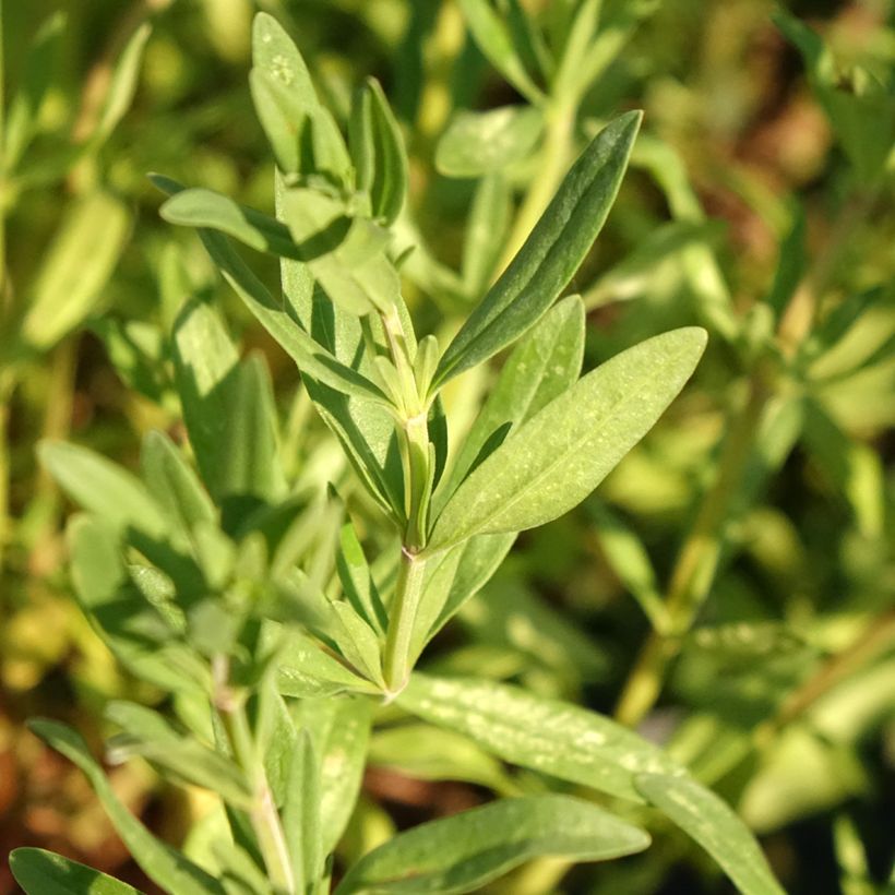 Hyssopus officinalis - Hysop (Blad)