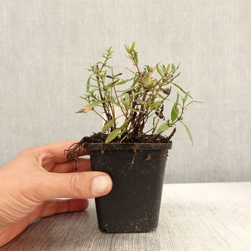 Exemplaar van Hyssopus officinalis roseus - Hysop roze Kweekpotje van 8/9 cm zoals geleverd in de herfst