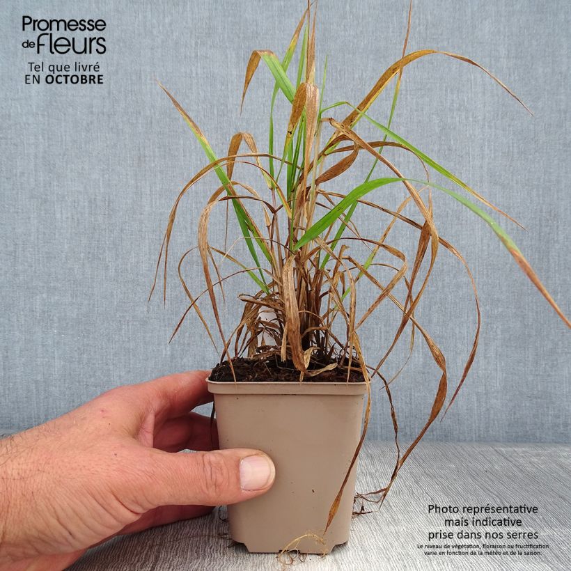 Exemplaar van Hystrix patula - Flessenborstelgras Kweekpotje van 8/9 cm zoals geleverd in de herfst