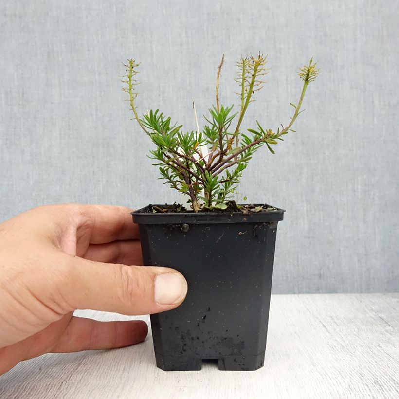 Exemplaar van Iberis sempervirens Appen-Etz - Scheefkelk Kweekpotje van 8/9 cm zoals geleverd in de lente