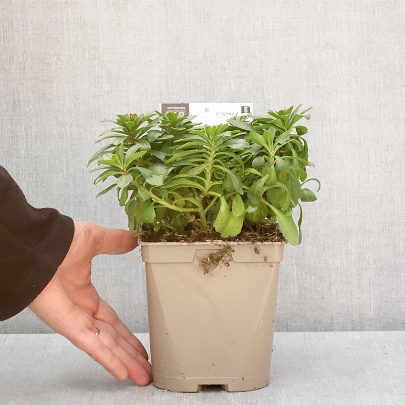 Example of Iberis sempervirens Masterpiece - Corbeille d'argent  Pot van 2 l/3 l as you get in hiver