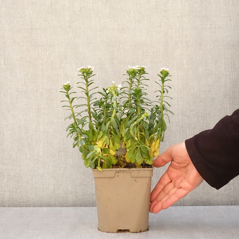 Exemplaar van Iberis sempervirens Masterpiece - Scheefkelk Pot van 2 l/3 l zoals geleverd in de lente