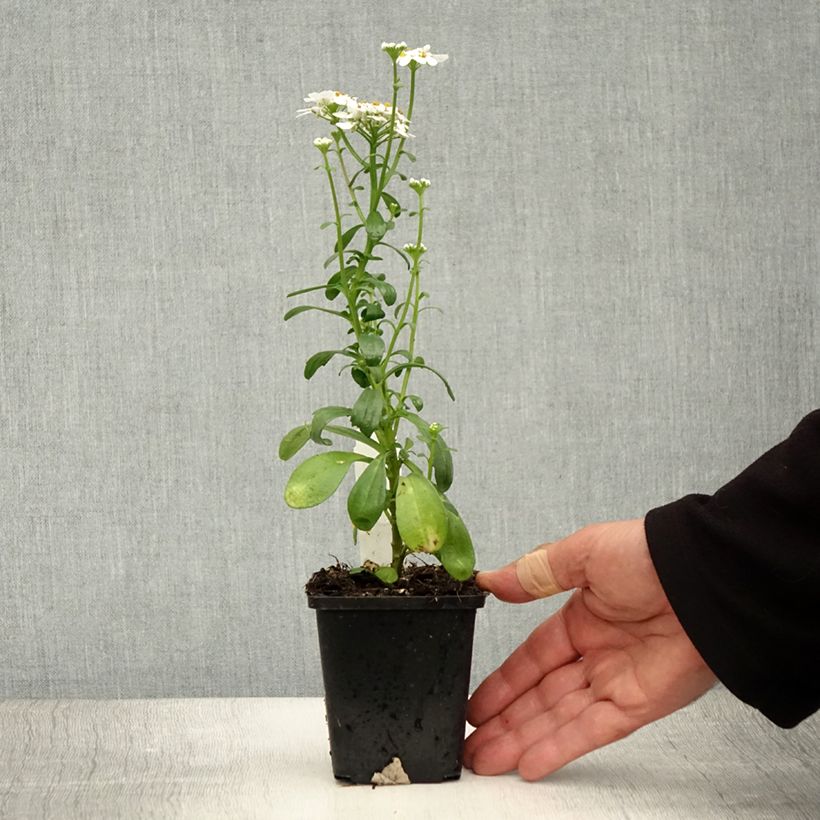 Exemplaar van Iberis sempervirens Masterpiece - Scheefkelk Kweekpotje van 8/9 cm zoals geleverd in de zomer