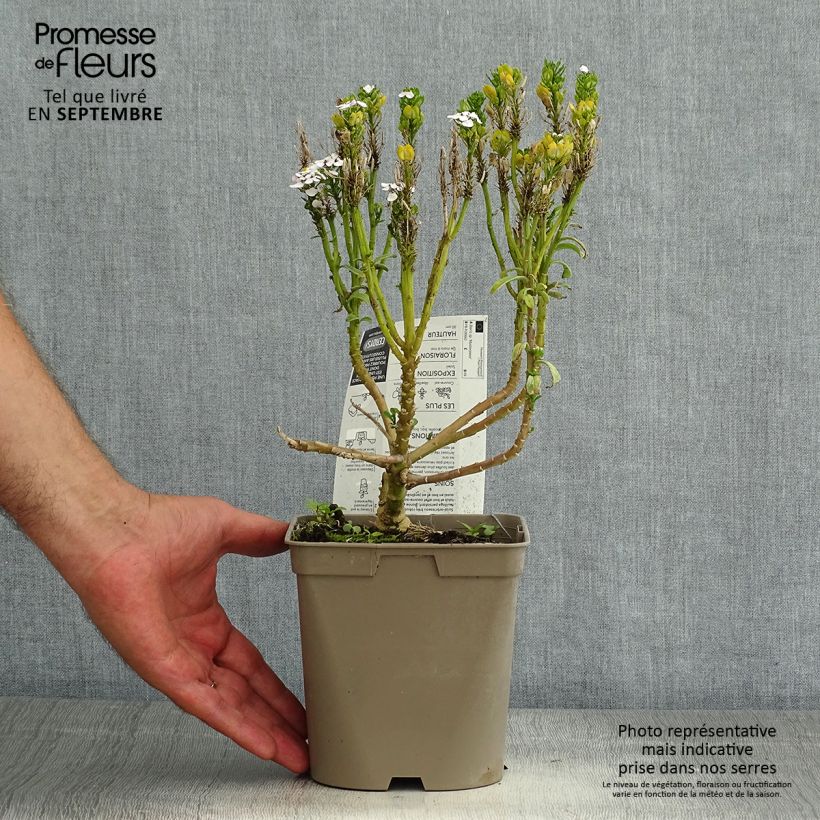 Exemplaar van Iberis sempervirens Masterpiece - Scheefkelk Pot van 2 l/3 l zoals geleverd in de zomer