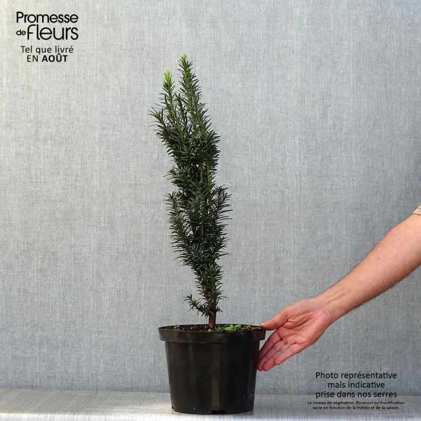 Exemplaar van Taxus baccata fastigiata Black Tower - Venijnboom Pot van 4 l/5 l zoals geleverd in de zomer