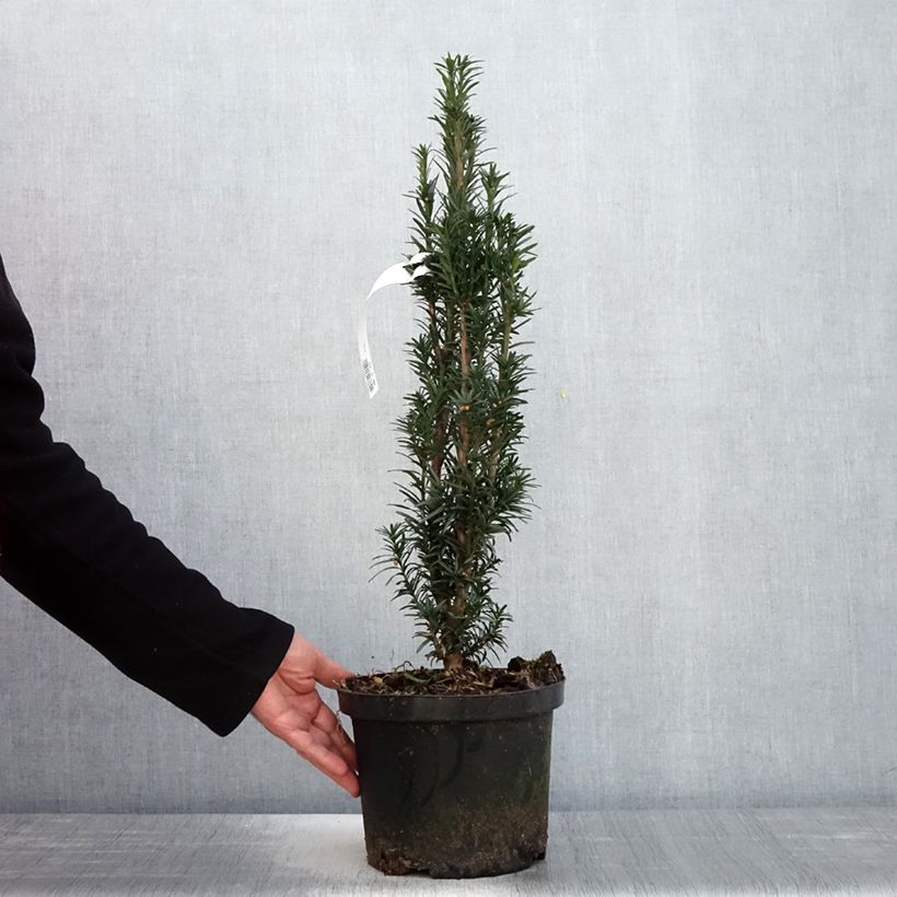 Exemplaar van Taxus baccata fastigiata Black Tower - Venijnboom Pot van 4 l/5 l zoals geleverd in de lente