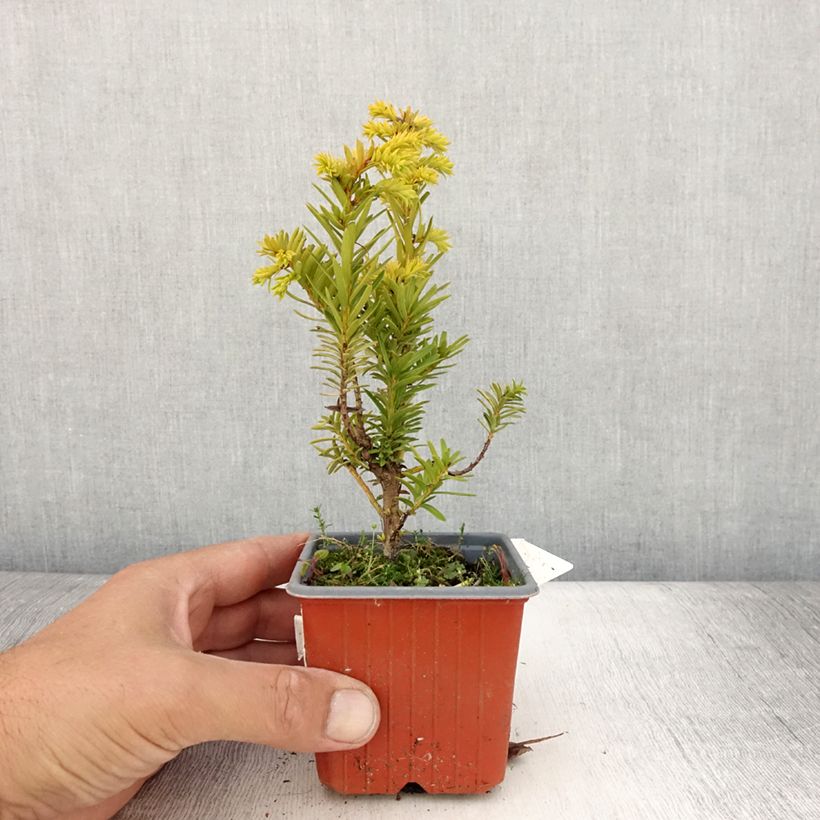 Exemplaar van Taxus baccata Kupfergold - Venijnboom Kweekpotje van 8/9 cm zoals geleverd in de zomer