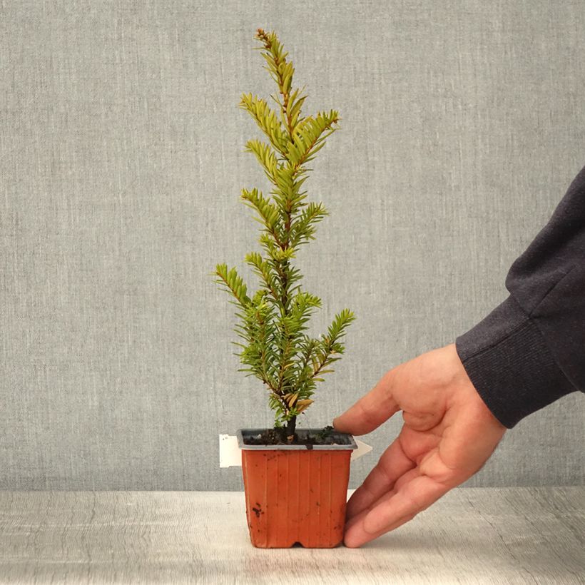 Example of Taxus baccata Kupfergold - Venijnboom Kweekpotje van 8/9 cm as you get in printemps