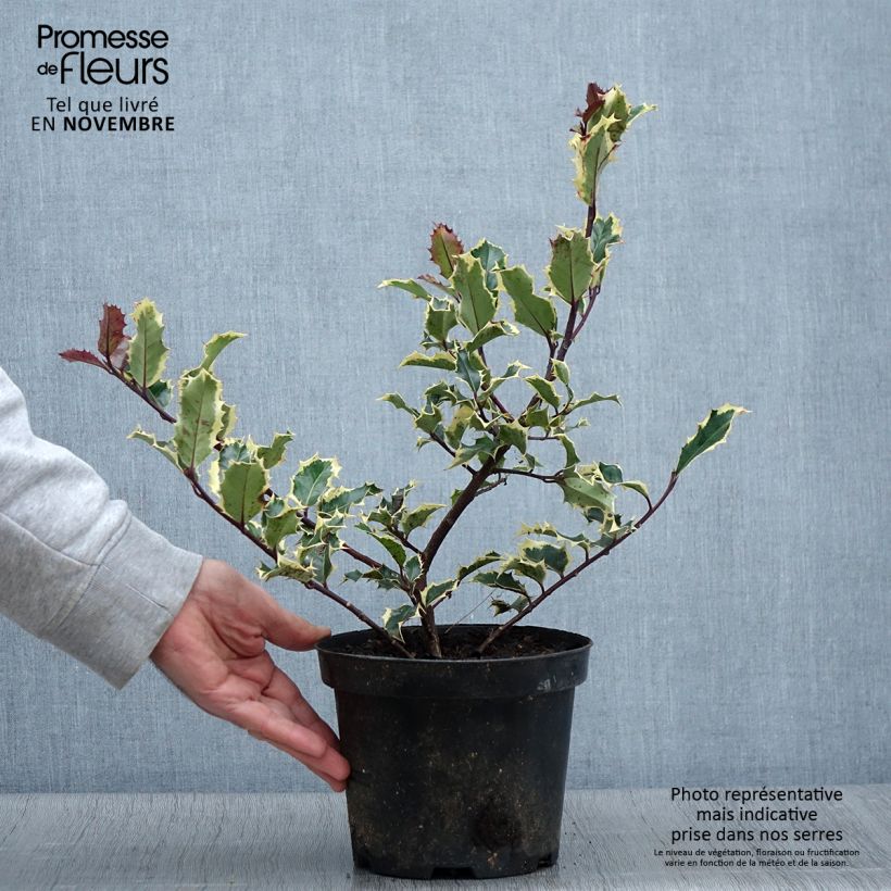 Exemplaar van Ilex aquifolium Madame Briot - Hulst bont Pot van 3 l/4 l zoals geleverd in de herfst