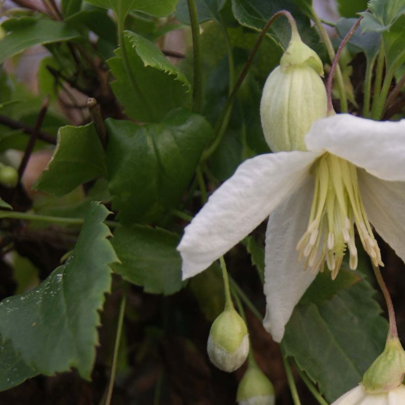 Clematis cirrhosa Jingle Bells - Groenblijvende bosrank (Foliage)