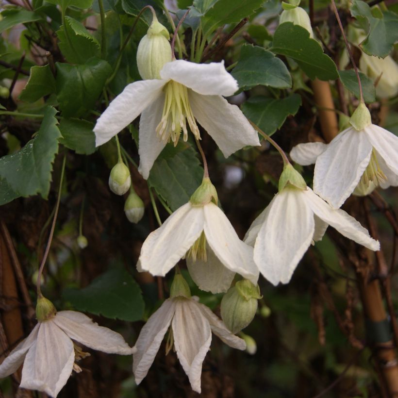 Clematis cirrhosa Jingle Bells - Groenblijvende bosrank (Flowering)