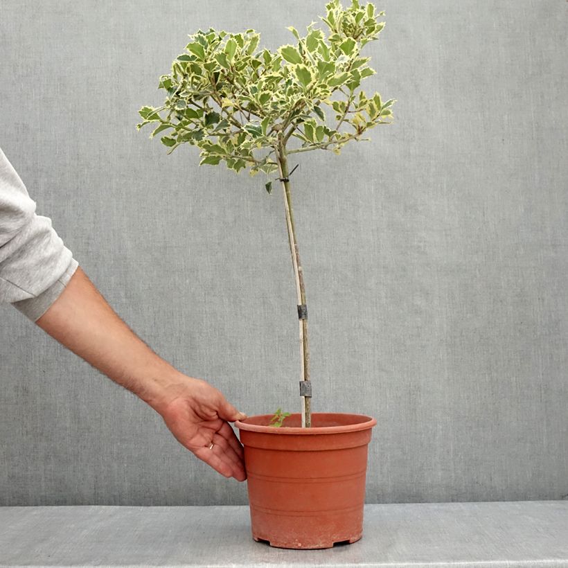 Exemplaar van Ilex aquifolium Silver Queen - Hulst Pot van 4 l/5 l, Stengel zoals geleverd in de zomer