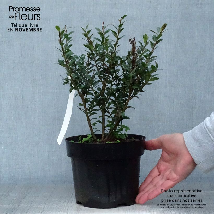 Exemplaar van Ilex crenata Caroline Upright - Japanse hulst Pot van 2 l/3 l zoals geleverd in de herfst