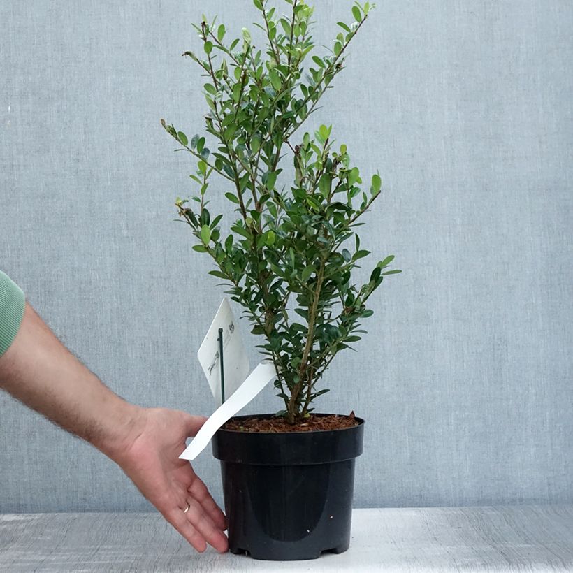 Exemplaar van Ilex crenata Caroline Upright - Japanse hulst Pot van 2 l/3 l zoals geleverd in de zomer