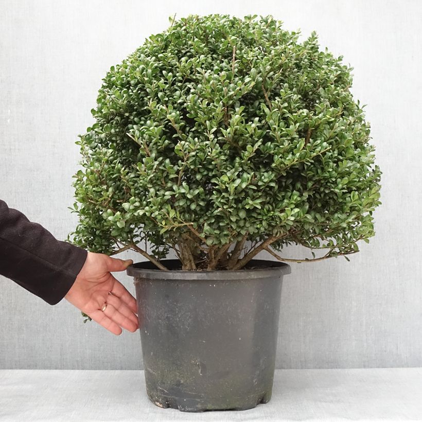 Example of Ilex crenata Convexa taillé en boule - Topiaire de Houx crénelé Pot van 7,5 l/10 l as you get in hiver