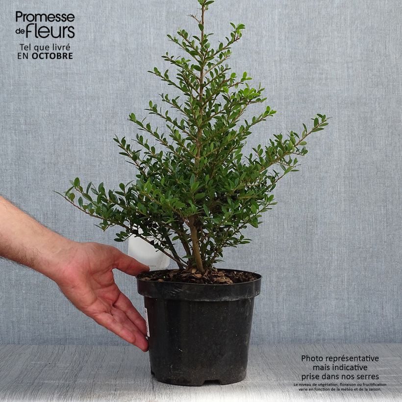 Exemplaar van Ilex crenata Stokes - Japanse hulst Pot van 2 l/3 l zoals geleverd in de herfst