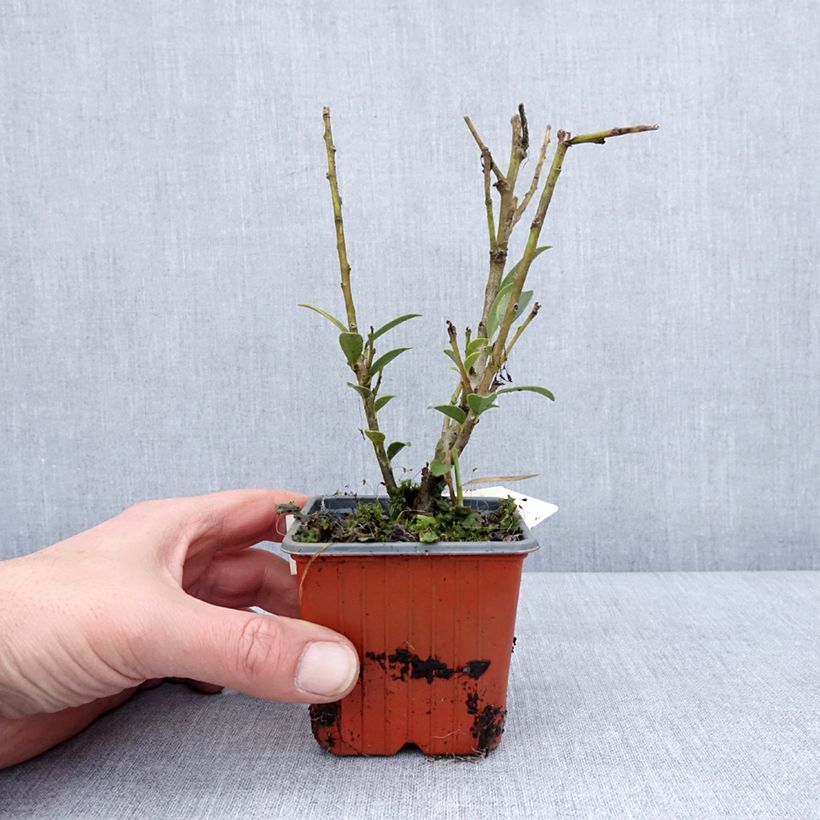 Example of Ilex maximowicziana Kanehirae - Kastanjebladige hulst Kweekpotje van 8/9 cm as you get in hiver