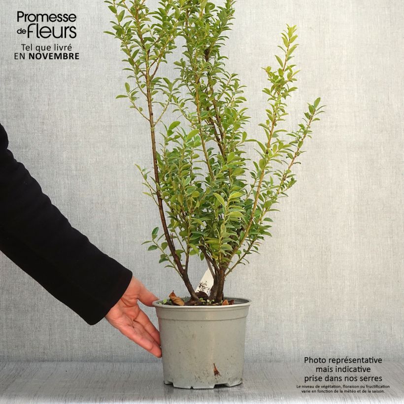 Exemplaar van Ilex maximowicziana Kanehirae - Kastanjebladige hulst Pot van 3 l/4 l zoals geleverd in de herfst