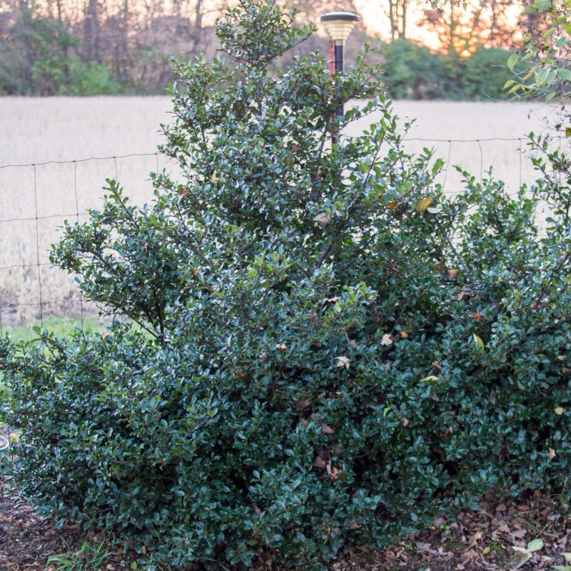 Ilex meserveae Blue Prince - Blauwe hulst (Plant habit)