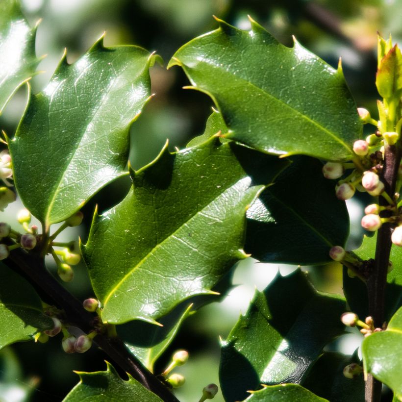 Ilex meserveae Heckenstar - Blauwe hulst (Foliage)