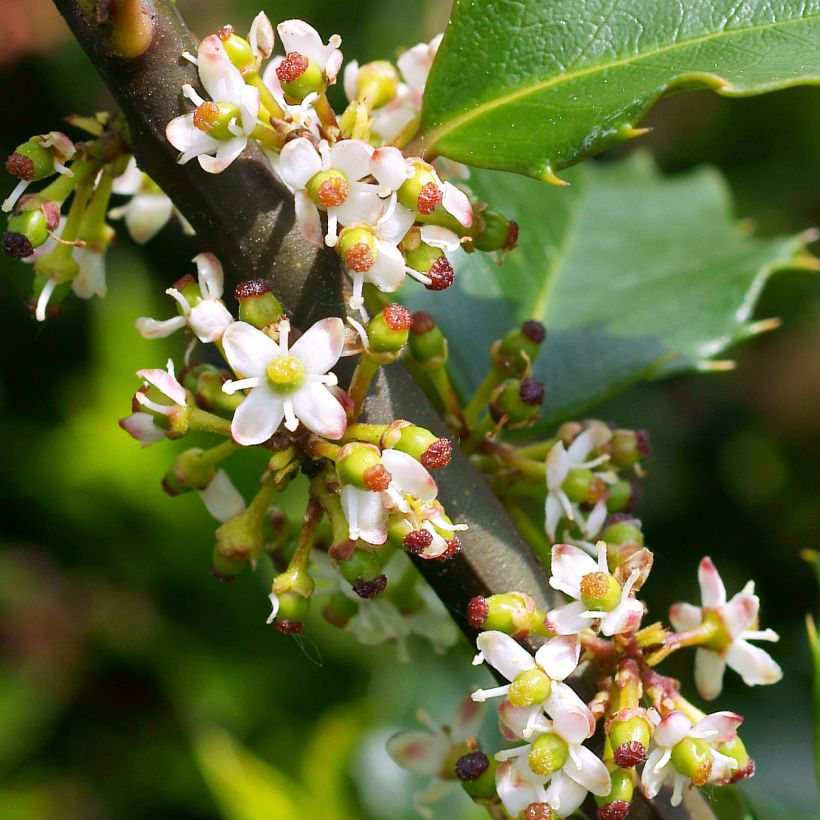 Ilex meserveae Heckenstar - Blauwe hulst (Flowering)