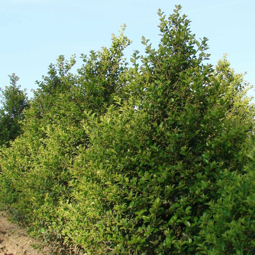 Ilex meserveae Heckenstar - Blauwe hulst (Plant habit)