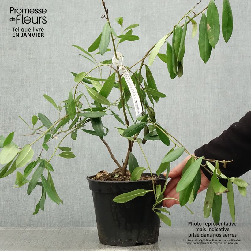 Example of Ilex paraguariensis - Yerba maté, Thé du Paraguay Pot van 3 l/4 l as you get in hiver
