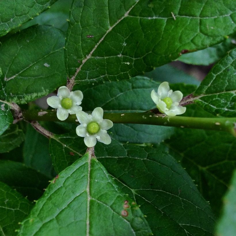 Ilex verticillata Maryland Beauty - Winterbes (Flowering)