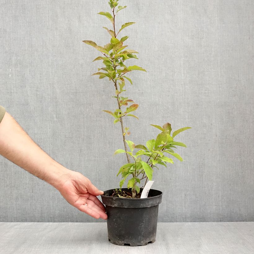 Exemplaar van Ilex verticillata - Winterbes Pot van 3 l/4 l zoals geleverd in de herfst