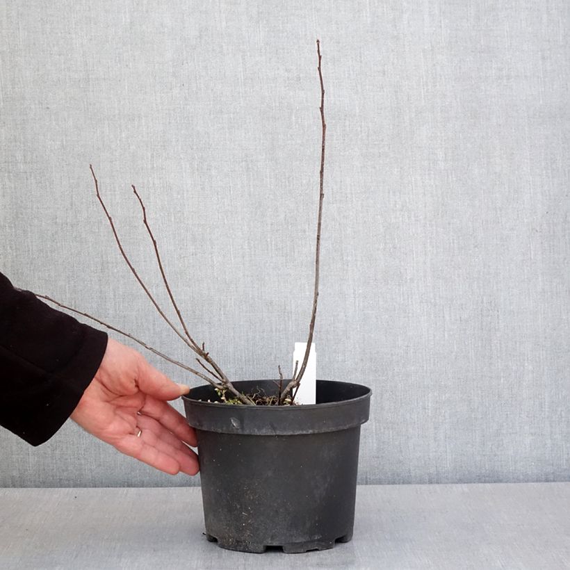 Exemplaar van Ilex verticillata - Winterbes Pot van 3 l/4 l zoals geleverd in de lente