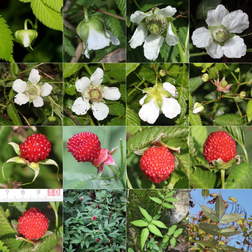 Rubus illecebrosus - Aardbeiframboos (Harvest)