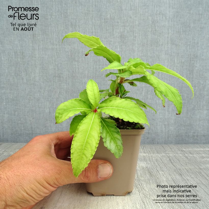 Exemplaar van Impatiens omeiana Ice Storm - Vast vlijtig liesje Kweekpotje van 8/9 cm zoals geleverd in de zomer