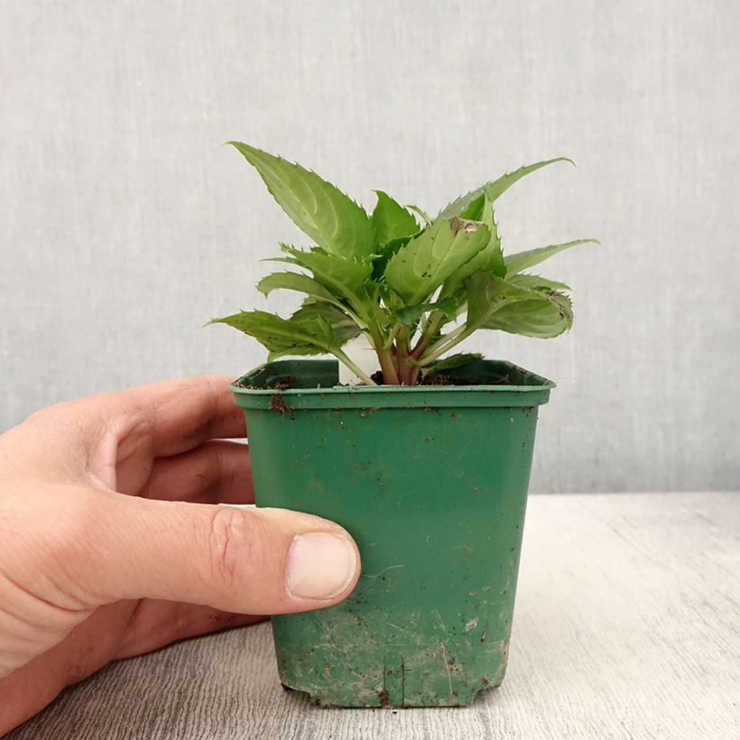 Example of Impatiens Sunpatiens Compact Electric Orange Kweekpotje van 8/9 cm as you get in printemps