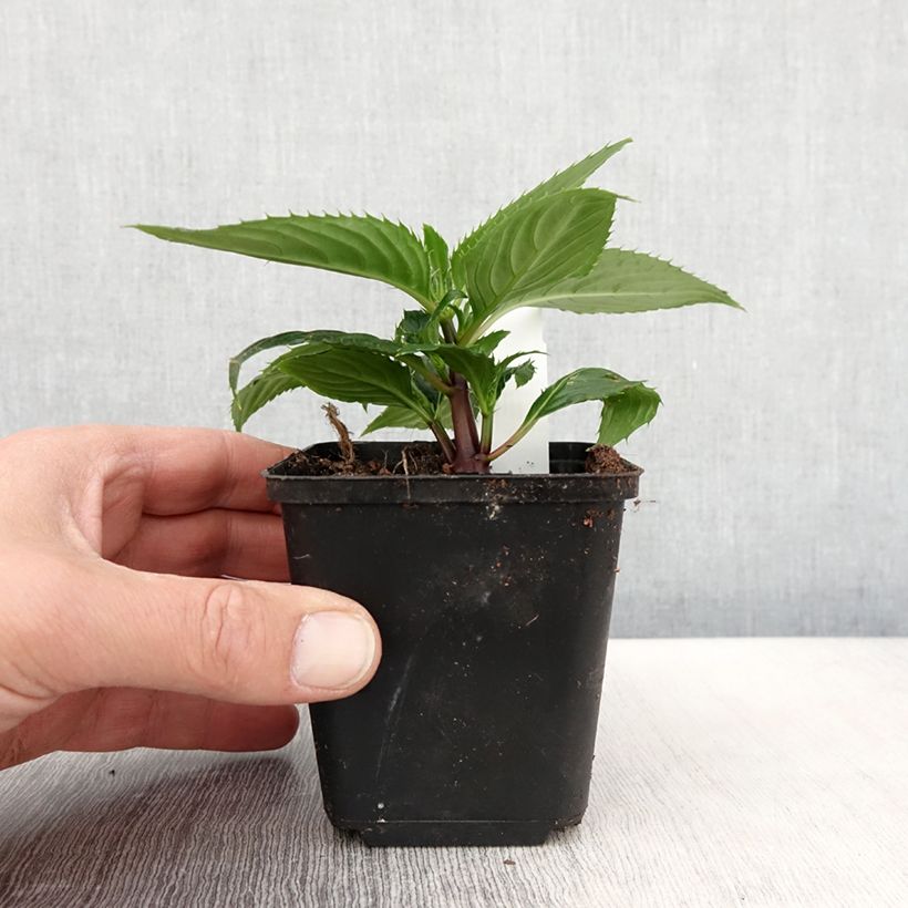 Example of Impatiens Sunpatiens Vigorous Rose Pink Mini-mottes Kweekpotje van 8/9 cm as you get in printemps