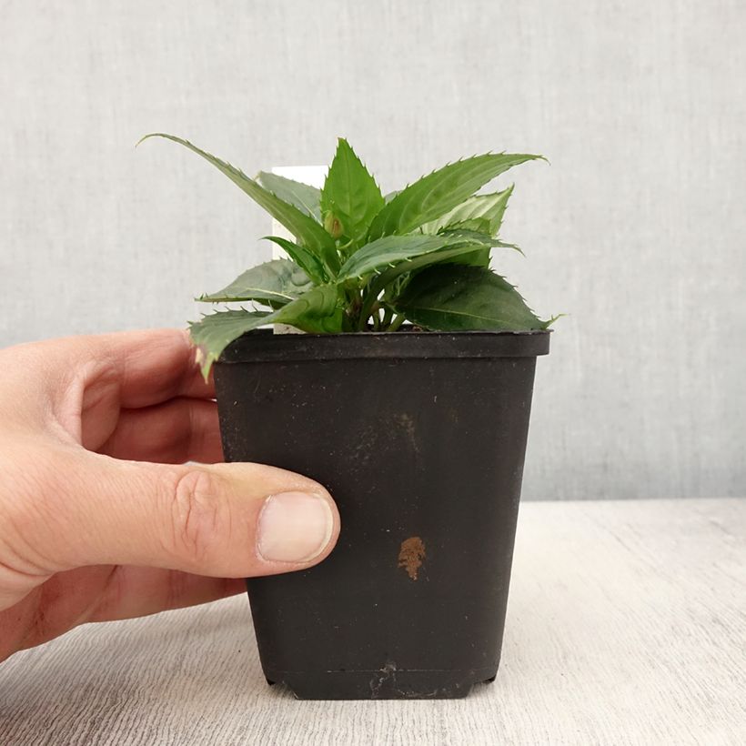 Example of Impatiens Sunpatiens Vigorous Scarlet Mini-mottes Kweekpotje van 8/9 cm as you get in printemps