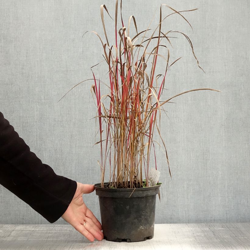 Exemplaar van Imperata cylindrica Red Baron - Japans bloedgras Pot van 2 l/3 l zoals geleverd in de herfst