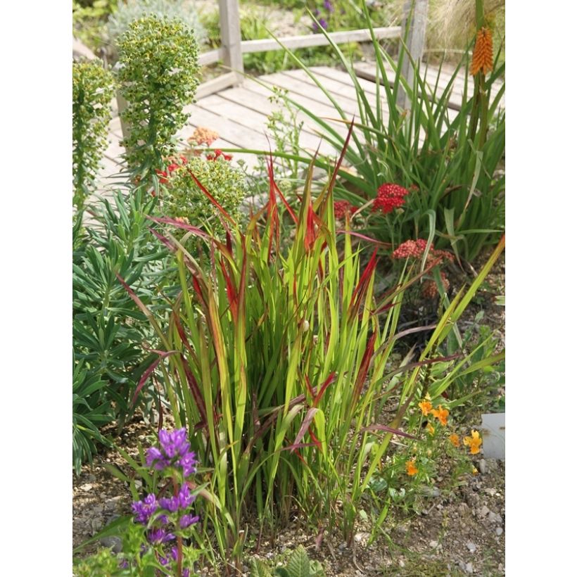 Imperata cylindrica Red Baron - Japans bloedgras (Plant habit)