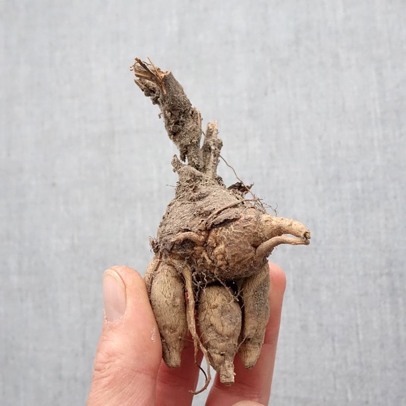 Exemplaar van Incarvillea delavayi - Trompetklokje Bol kaliber I zoals geleverd in de lente