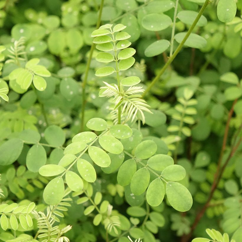 Indigofera heterantha - Indigostruik (Blad)