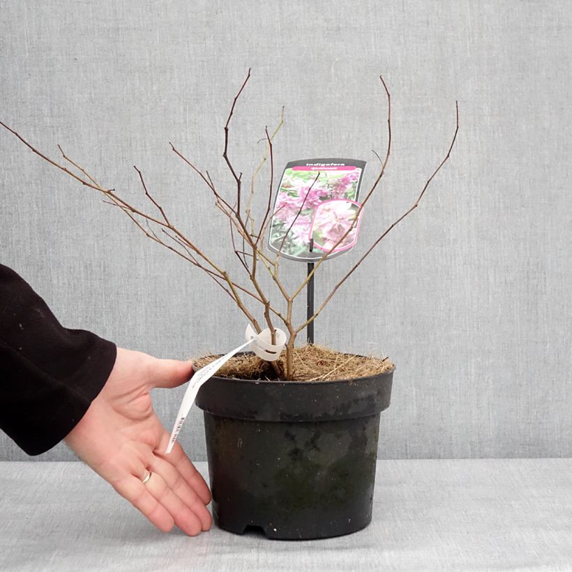 Exemplaar van Indigofera kirilowii - Indigoplant Pot van 2 l/3 l zoals geleverd in de winter