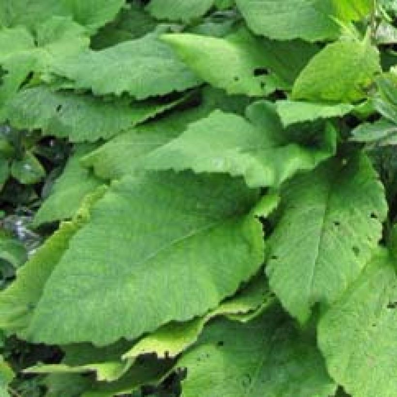 Inula magnifica - Alant (Foliage)