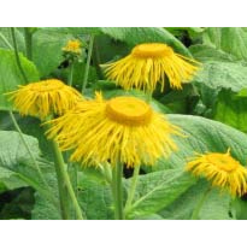 Inula magnifica - Alant (Flowering)
