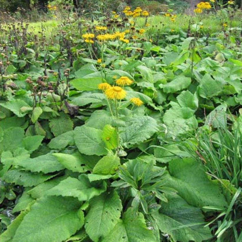 Inula magnifica - Alant (Plant habit)