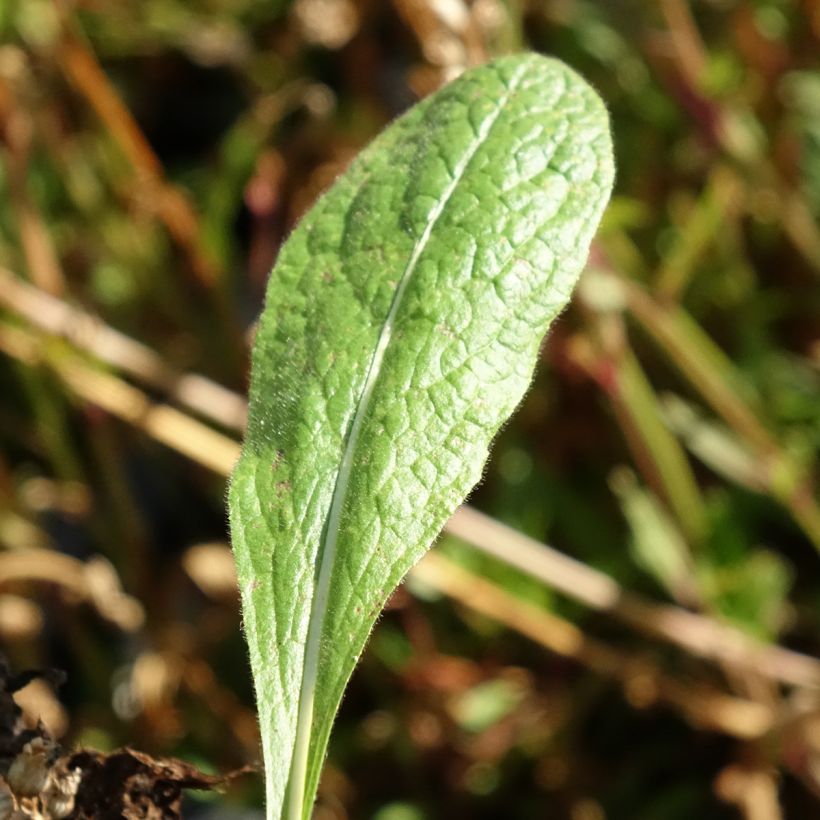 Inula orientalis - Oosterse alant (Blad)
