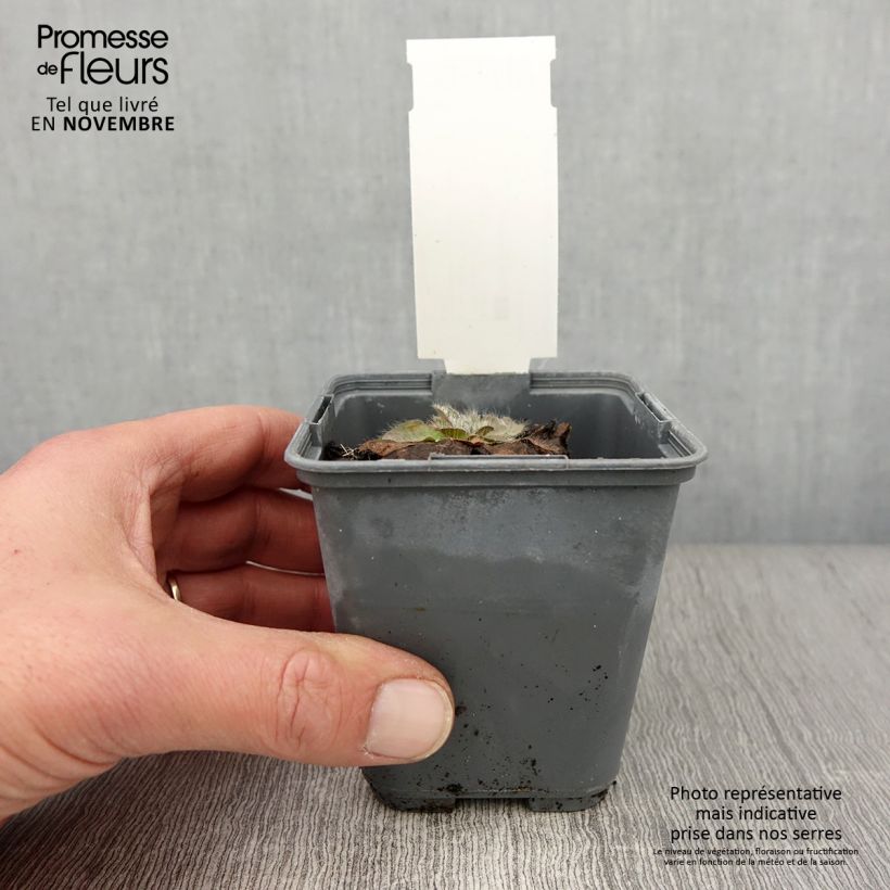 Exemplaar van Inula rhizocephala - Alant Kweekpotje van 8/9 cm zoals geleverd in de herfst