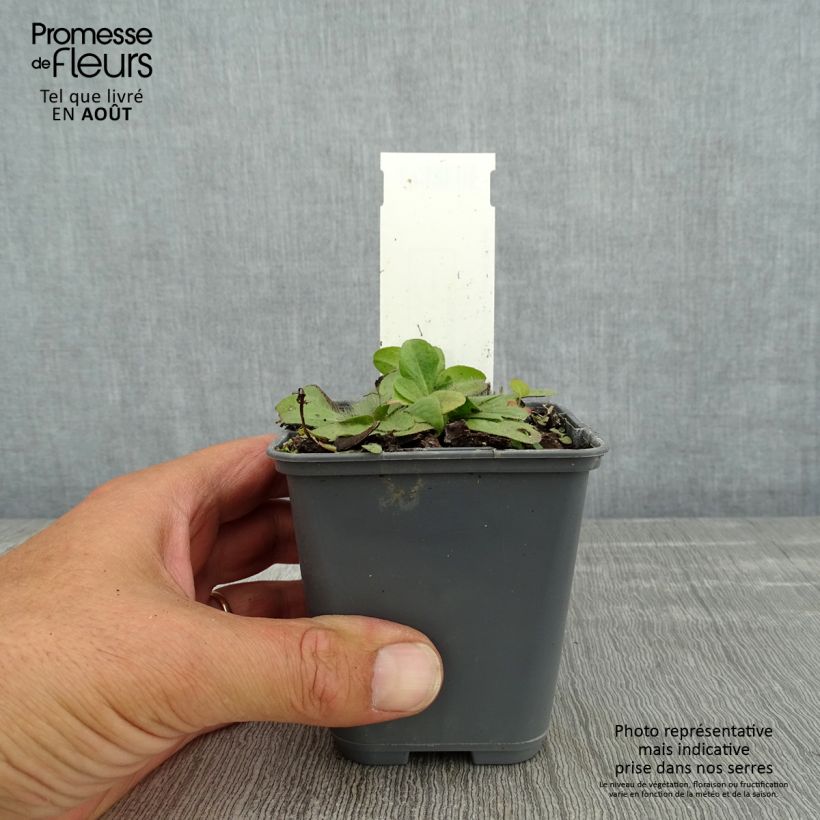 Exemplaar van Inula rhizocephala - Alant Kweekpotje van 8/9 cm zoals geleverd in de zomer
