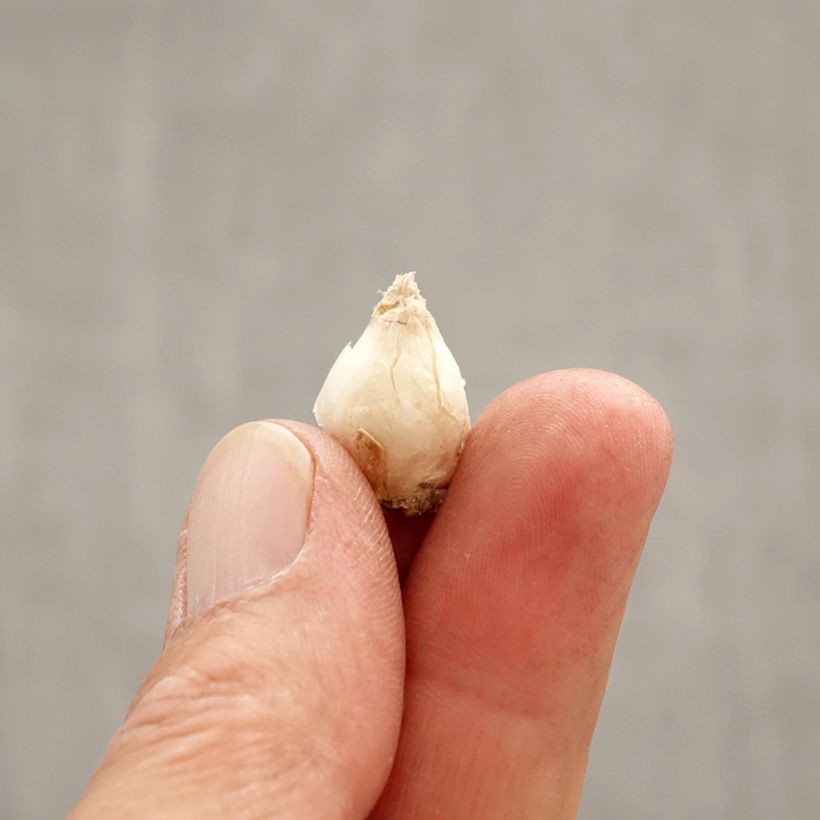 Exemplaar van Ipheion Rolf Fiedler - Oude wijfjes Bol kaliber I zoals geleverd in de lente